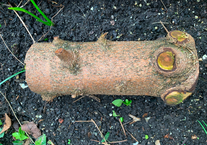 Een omgevallen boom sidepicll