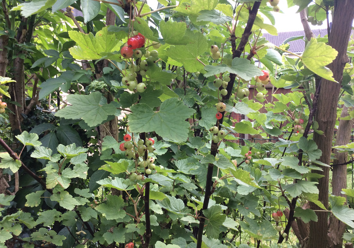 Red currants 03