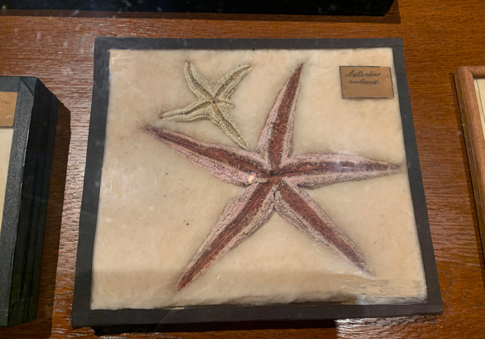 Natuurhistorisch museum 10