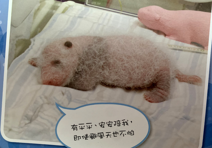Baby panda taiwan 05