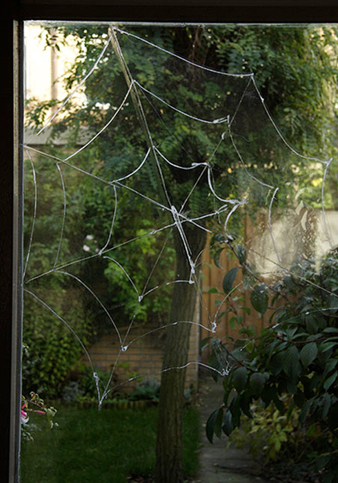 Spider in web 12