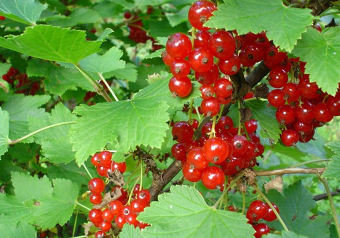 Red currants 03