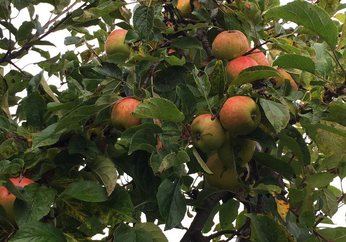 Appels plukken bij de Buytenhof