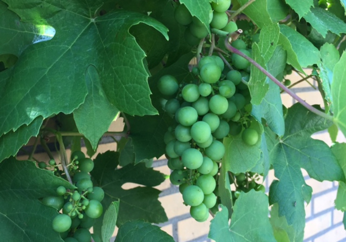 Growing grapes
