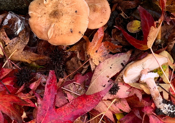 Onze jaarlijkse Paddenstoelen-zoektocht