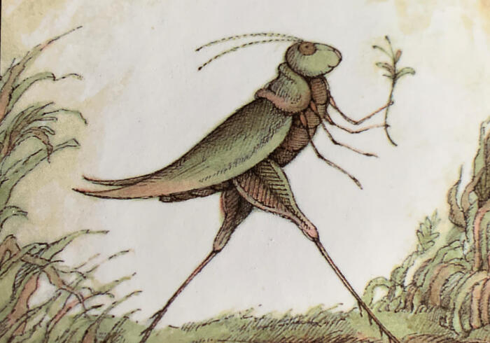 Grashopper on the road