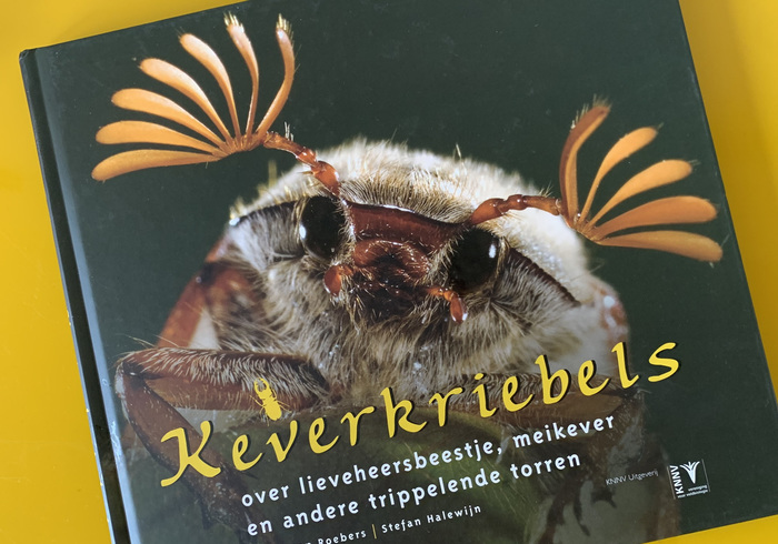 Keverkriebels (Beetle jitters)