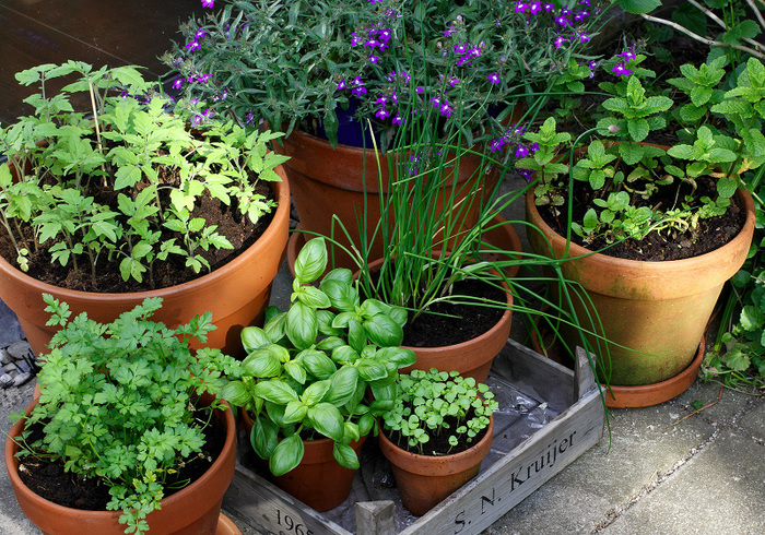 Sow your own herb garden