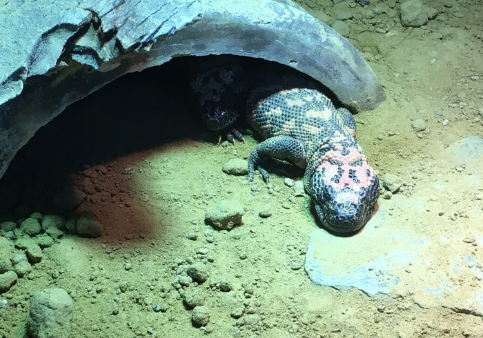 There are three Gila Monsters born in Rotterdam