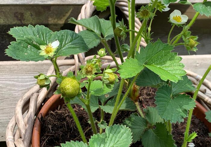Met snazzie's moestuintje
