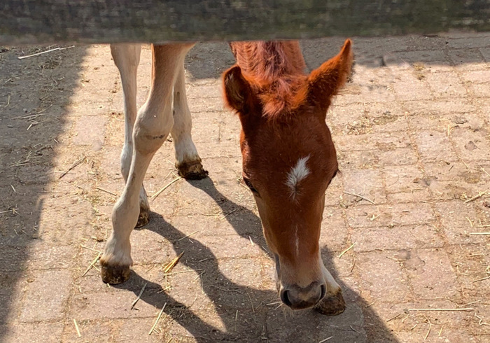 A foal has been born!