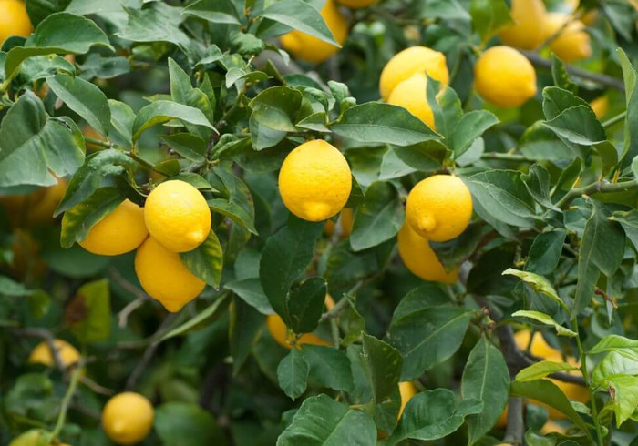 About lemons